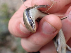 Colosi's Cylindrical Skink photo 2