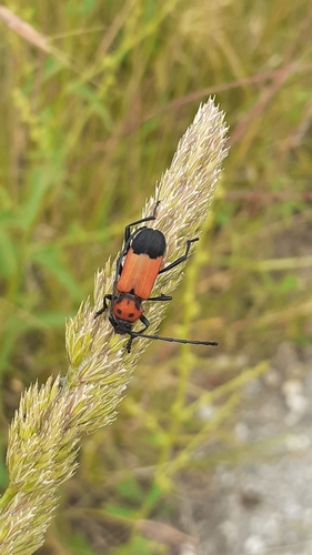 Subspecies Purpuricenus desfontainii inhumeralis · iNaturalist