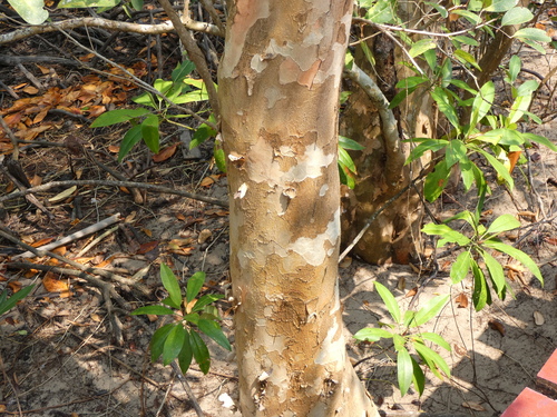 Image of Xylocarpus granatum by (c) luluchouette, some rights reserved (CC BY)