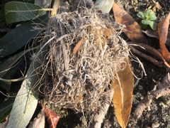 Caprimulgiformes