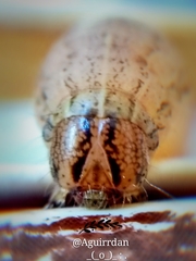 Lepidoptera