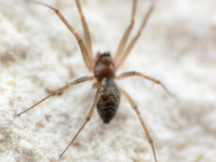 Lepthyphantes leprosus