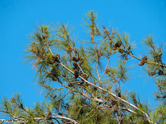 Pinus brutia