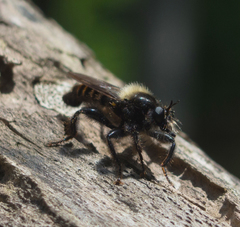 Laphria ephippium