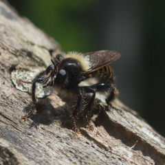 Laphria ephippium