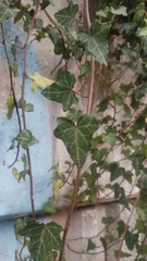 Hedera helix