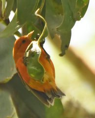 Loxops coccineus