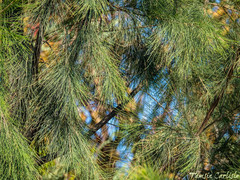Pinus brutia