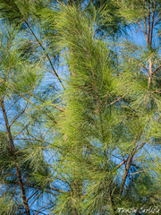 Pinus brutia