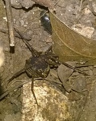 Erginulus subserialis