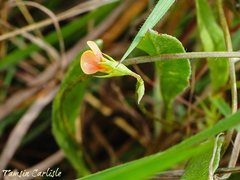 Hammatolobium lotoides