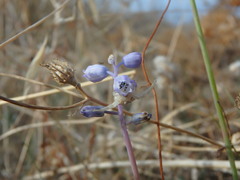 Muscari parviflorum