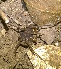 Erginulus subserialis