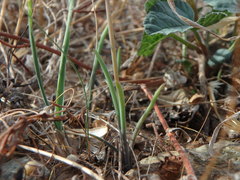 Muscari parviflorum