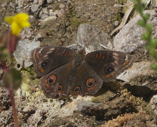 Junonia nigrosuffusa