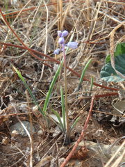 Muscari parviflorum