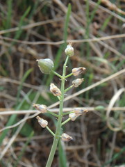 Muscari parviflorum
