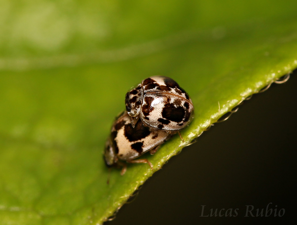 Psyllobora bicongregata