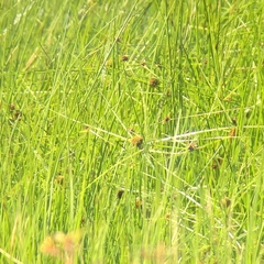 Cyperus blepharoleptos