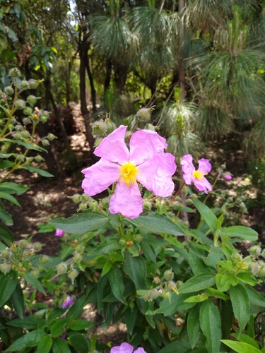 Cistus symphytifolius image