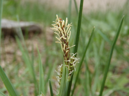 Arizona Sedge (Carex arizonica)