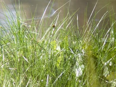 Cyperus blepharoleptos