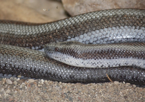 Coastal Rosy Boa