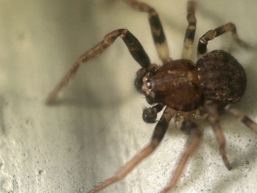 Eurasian Leaflitter Crab Spider photo 3