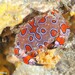 Harlequin Crab - Photo (c) Dennis Rabeling, some rights reserved (CC BY-NC-ND), uploaded by Dennis Rabeling