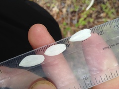 Amelanchier × neglecta