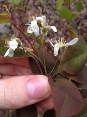 Amelanchier × neglecta