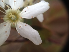 Amelanchier × neglecta