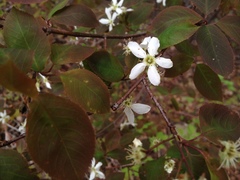 Amelanchier × neglecta