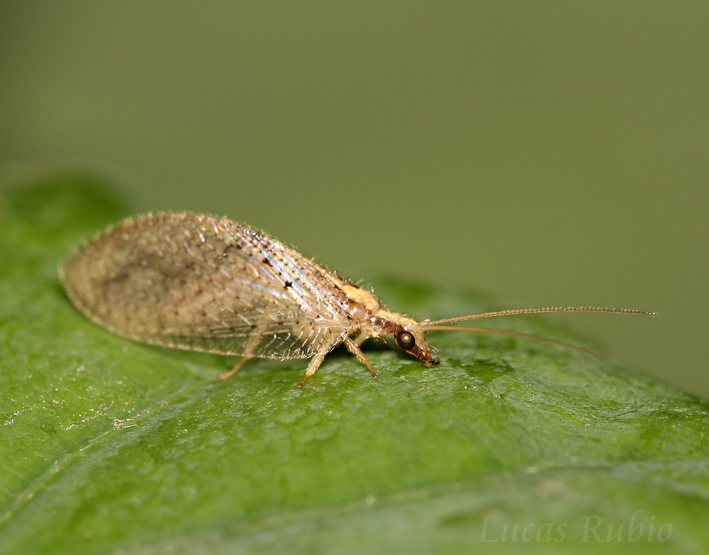 Hemerobius bolivari