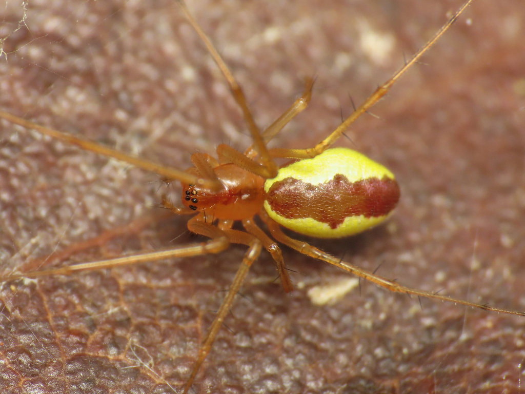 Linyphia mimonti