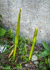 Arum dioscoridis