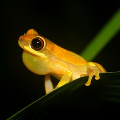 Hourglass Treefrog photo 5