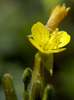 Small Sundrops - Photo (c) Frank Mayfield, some rights reserved (CC BY-SA)