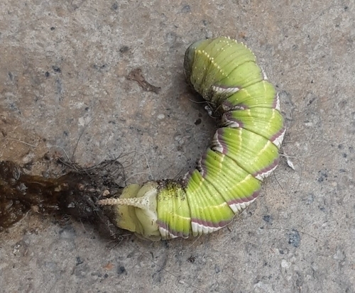 Manduca chinchilla