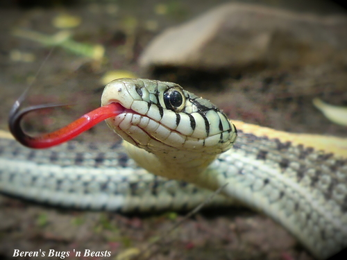 Plains Garter Snake