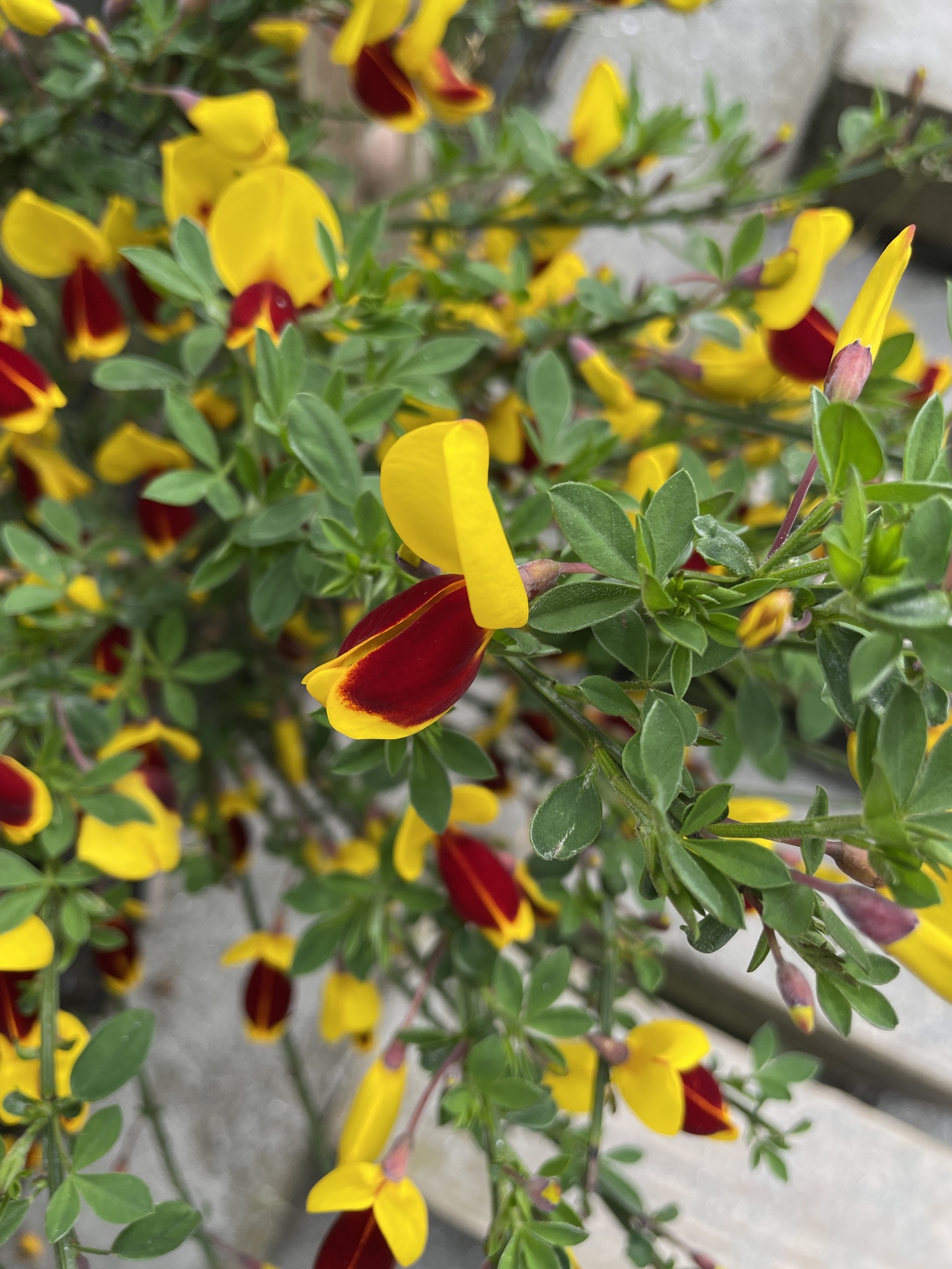 Cytisus scoparius var. andreanus