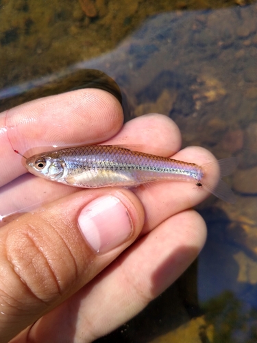 Plains Sand Shiner
