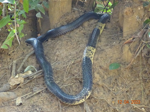 Photo of a West African Banded Cobra (Naja savannula)