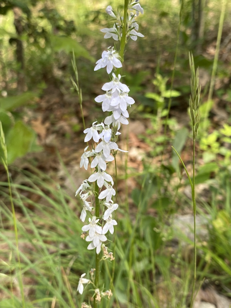 pale-spiked lobelia in May 2023 by jim · iNaturalist