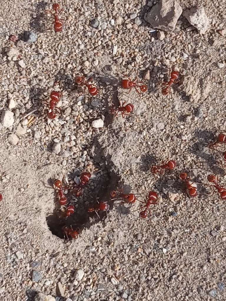 Pogonomyrmex wheeleri