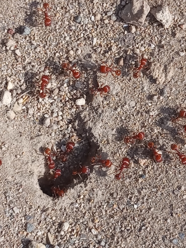 Pogonomyrmex wheeleri