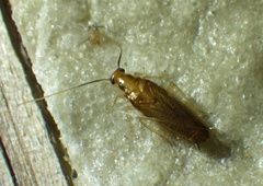 Chorisoneura parishi