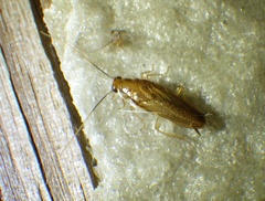 Chorisoneura parishi