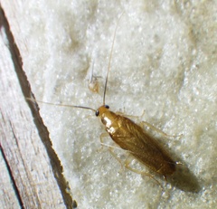 Chorisoneura parishi