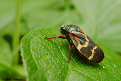 Deois flexuosa